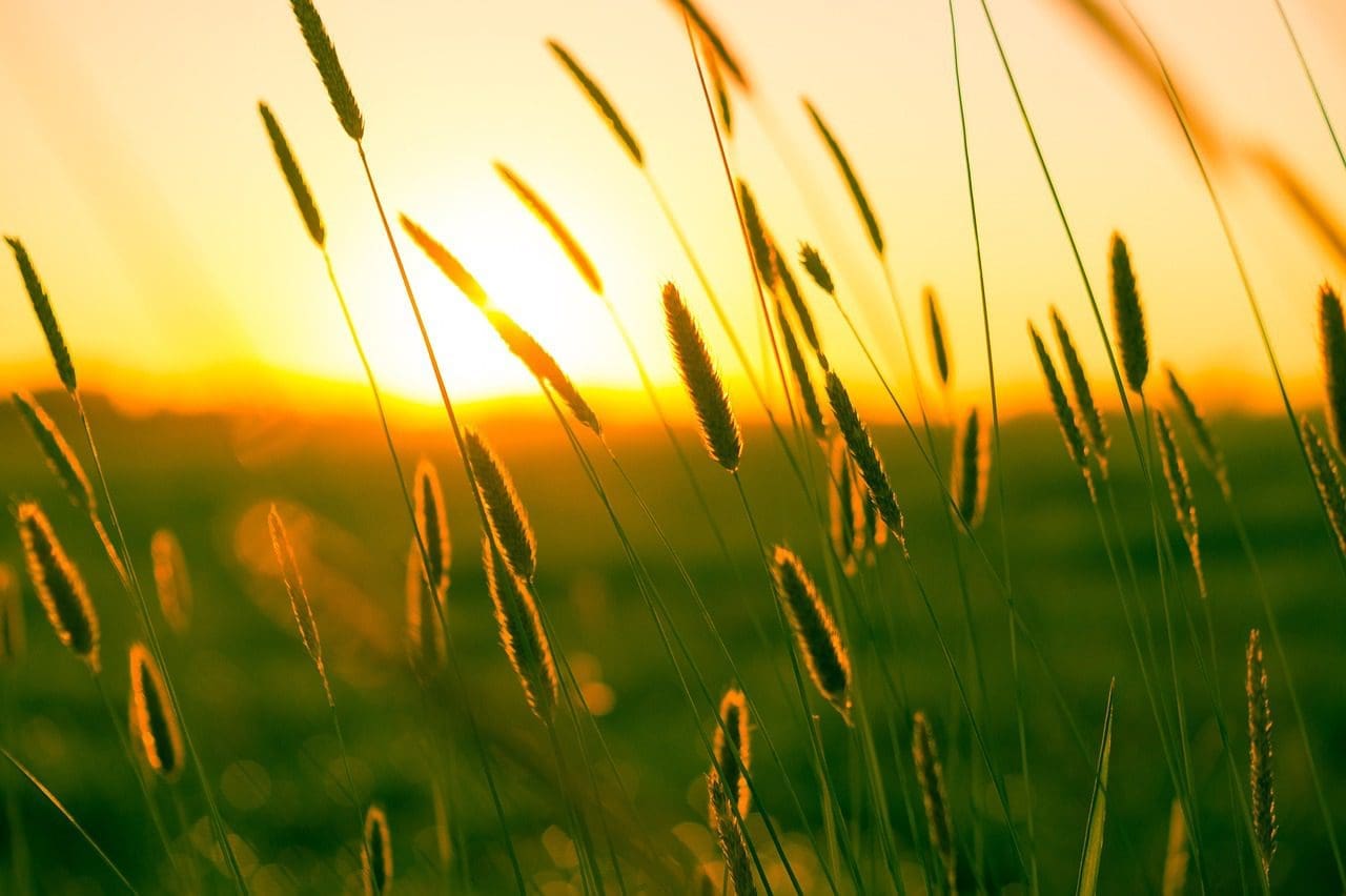 "Vue d'un coucher de soleil à travers des herbes hautes
