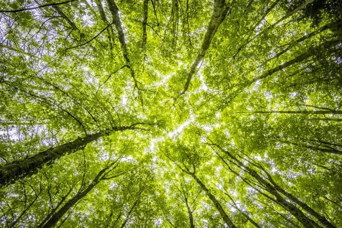 "Vue vers le haut de grands arbres aux feuilles vertes luxuriantes