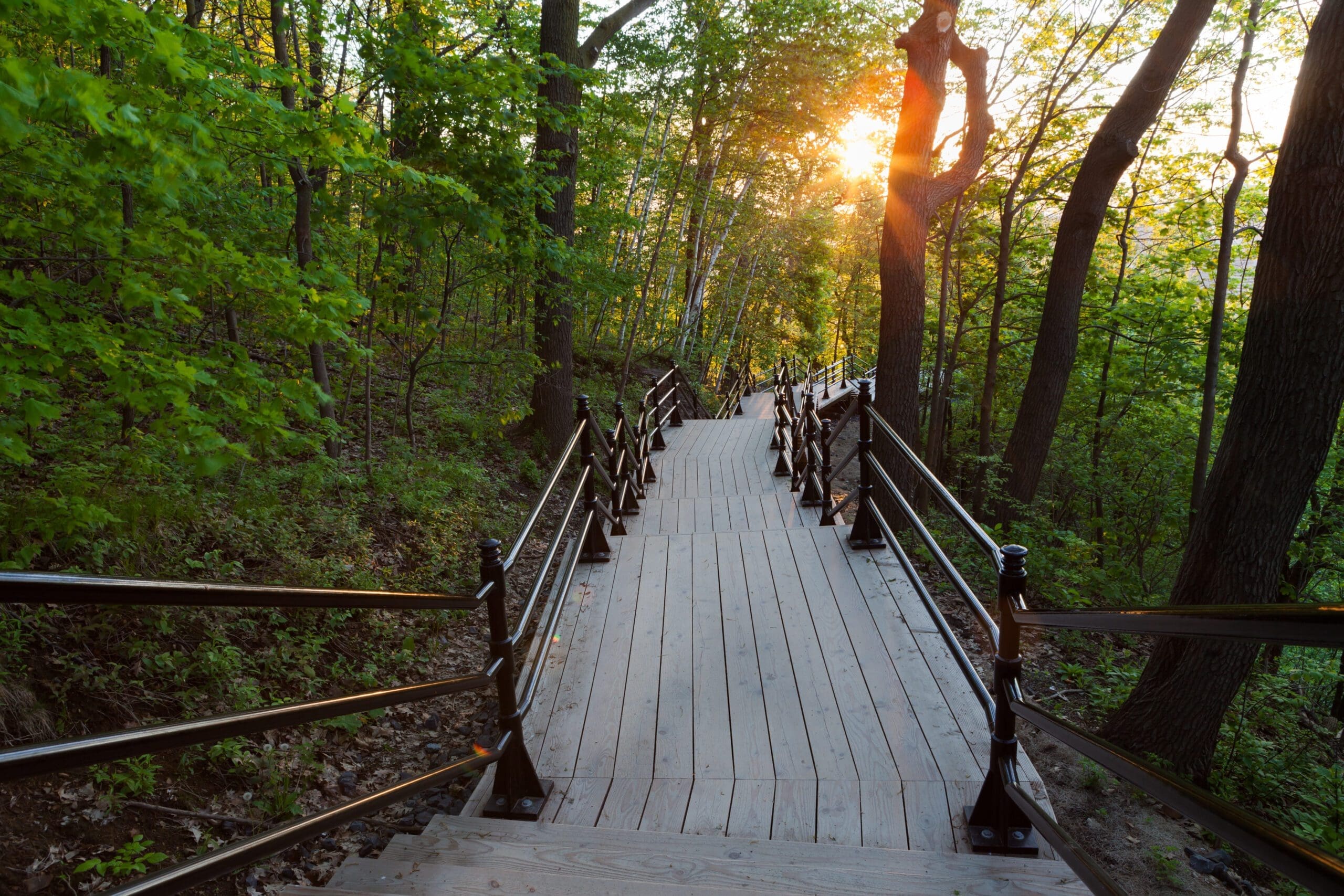 Lever de soleil sur des escaliers menant au Mont-Royal, bordé d'arbres enfeuillé 