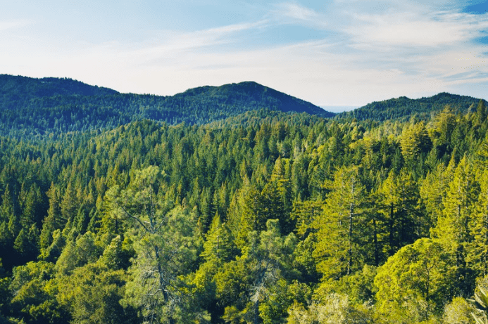 Une forêt verte et luxuriante s'étend sur des collines ondulantes sous un ciel d'un bleu éclatant avec quelques nuages épars. La couverture dense des arbres varie dans les tons de vert, indiquant un mélange d'espèces d'arbres. Les collines lointaines s'estompent à l'horizon.