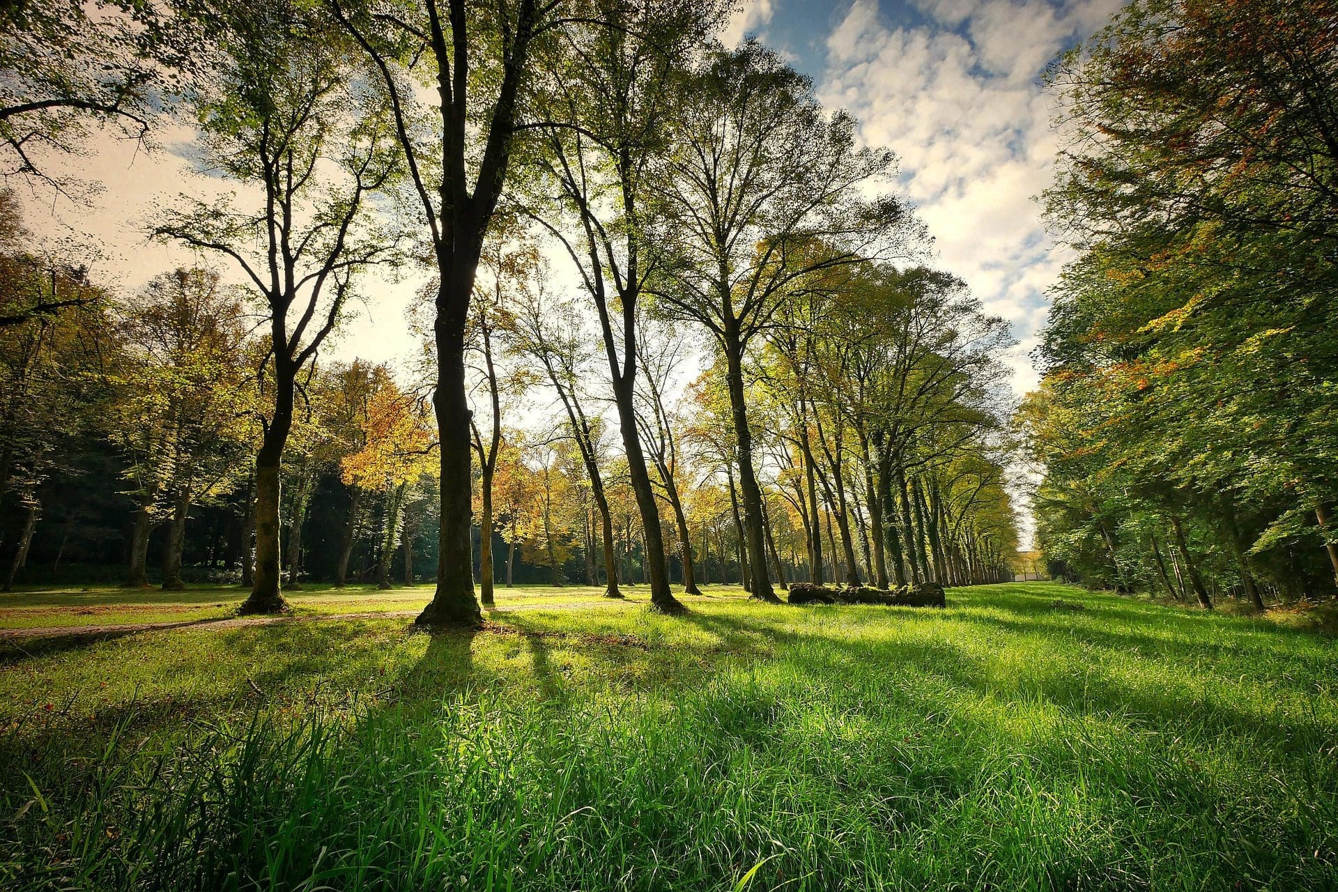 La lumière du soleil filtre à travers les grands arbres bordant une prairie verdoyante. De longues ombres s'étendent sur l'herbe, tandis qu'un ciel partiellement nuageux ajoute de la profondeur à la scène sereine. Le feuillage vibrant suggère le début de l'automne.